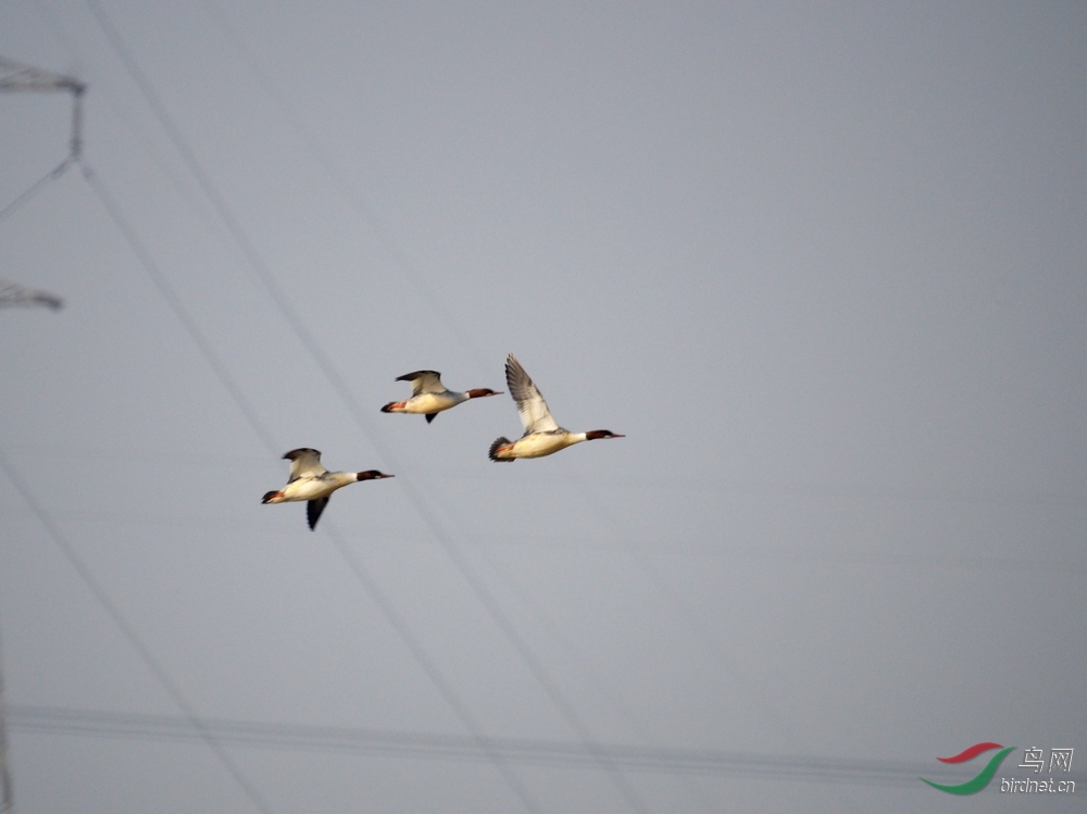 展翅高飞秋沙鸭(一组高速追焦连拍) - 陕西版 S