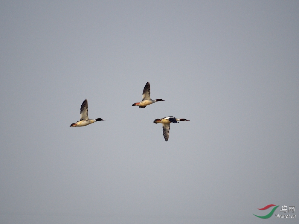 展翅高飞秋沙鸭(一组高速追焦连拍) - 陕西版 S