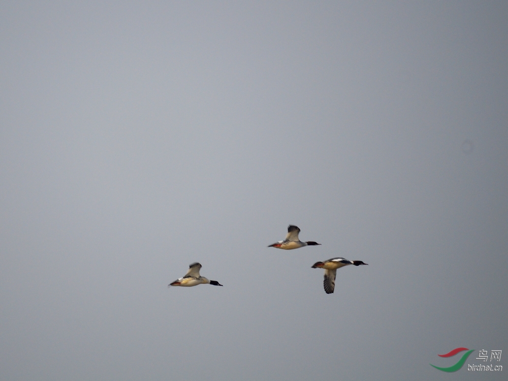 展翅高飞秋沙鸭(一组高速追焦连拍) - 陕西版 S