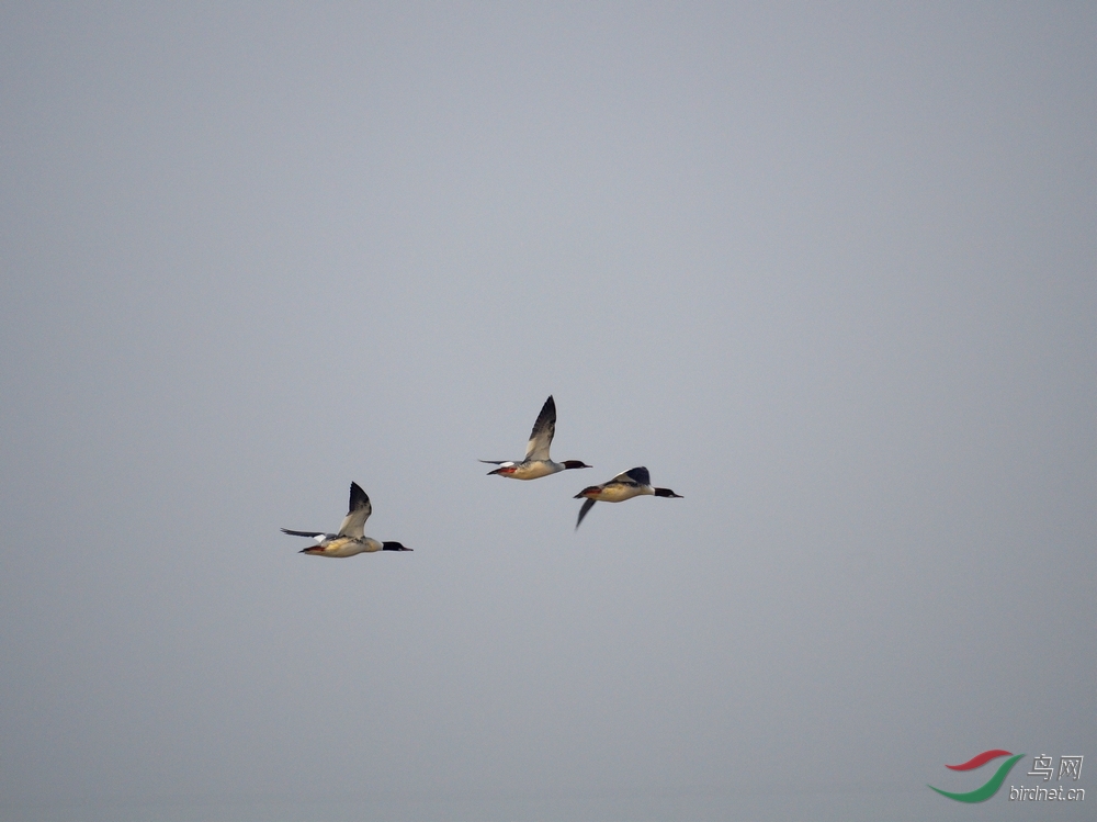 展翅高飞秋沙鸭(一组高速追焦连拍) - 陕西版 S