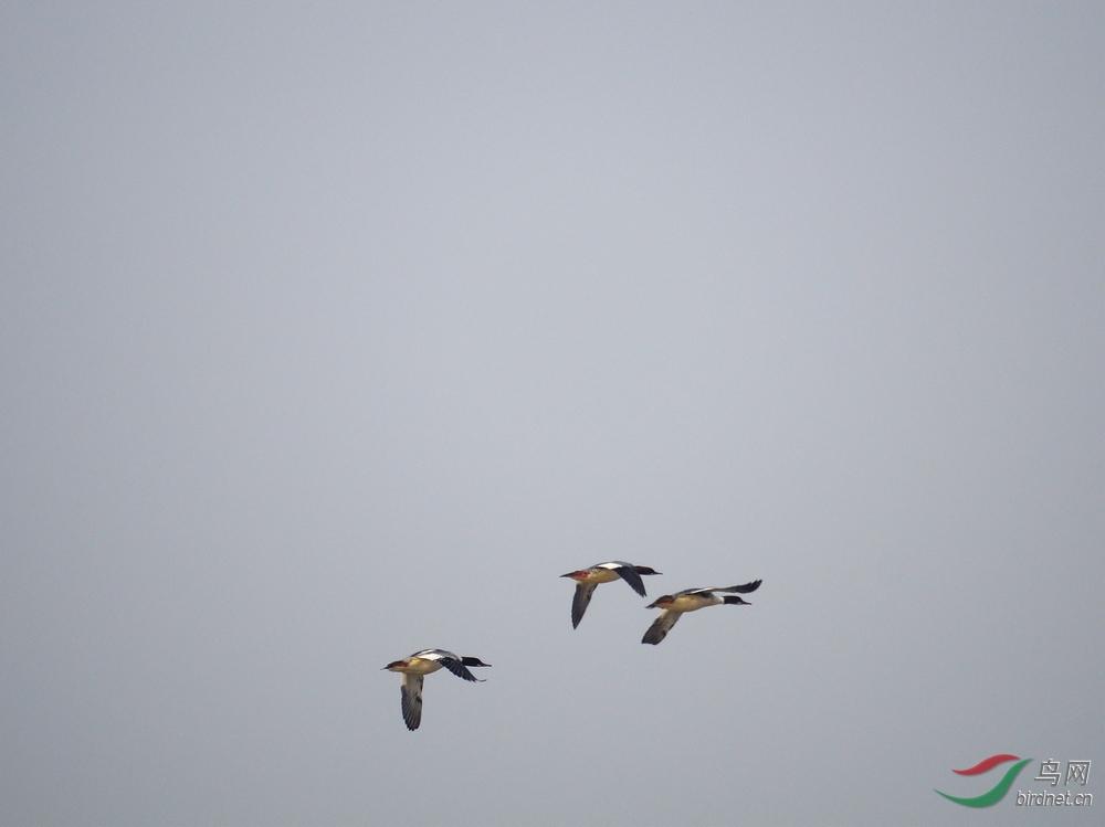 展翅高飞秋沙鸭(一组高速追焦连拍) - 陕西版 S