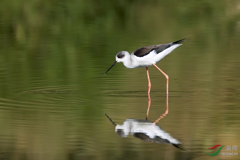 对等-黑翅长脚鹬 - 广东版 Guangdong 鸟网