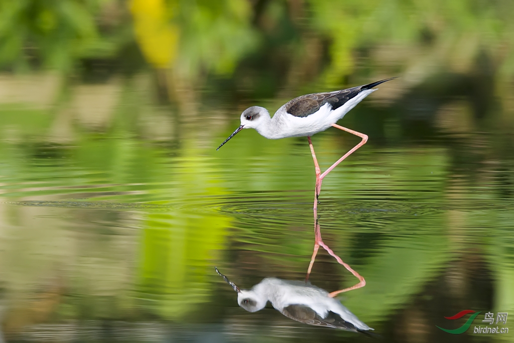 对等-黑翅长脚鹬 - 广东版 Guangdong 鸟网