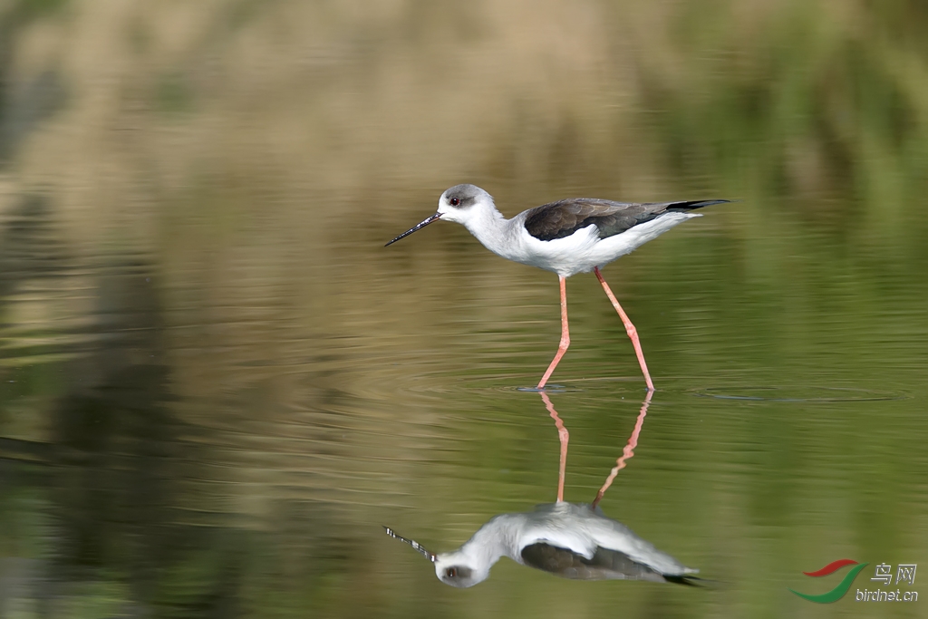 对等-黑翅长脚鹬 - 广东版 Guangdong 鸟网
