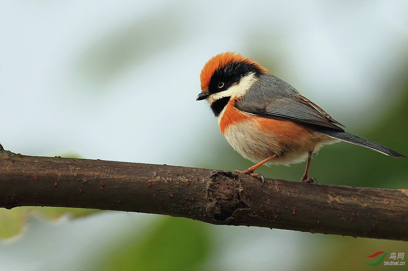 红头长尾山雀 - 广西版 Guangxi 鸟网