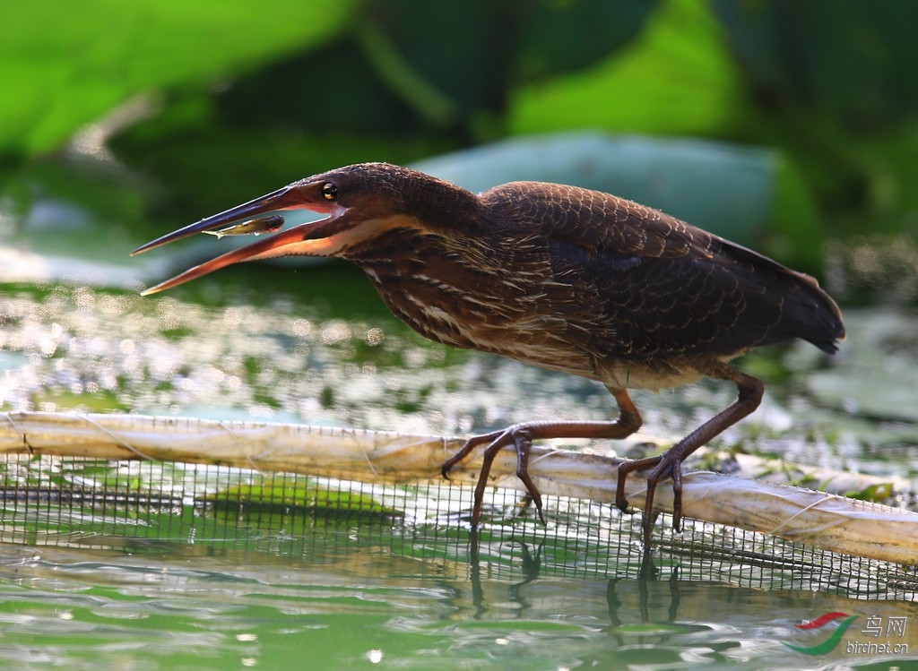 (黑苇鳽)觅食的黑鳽