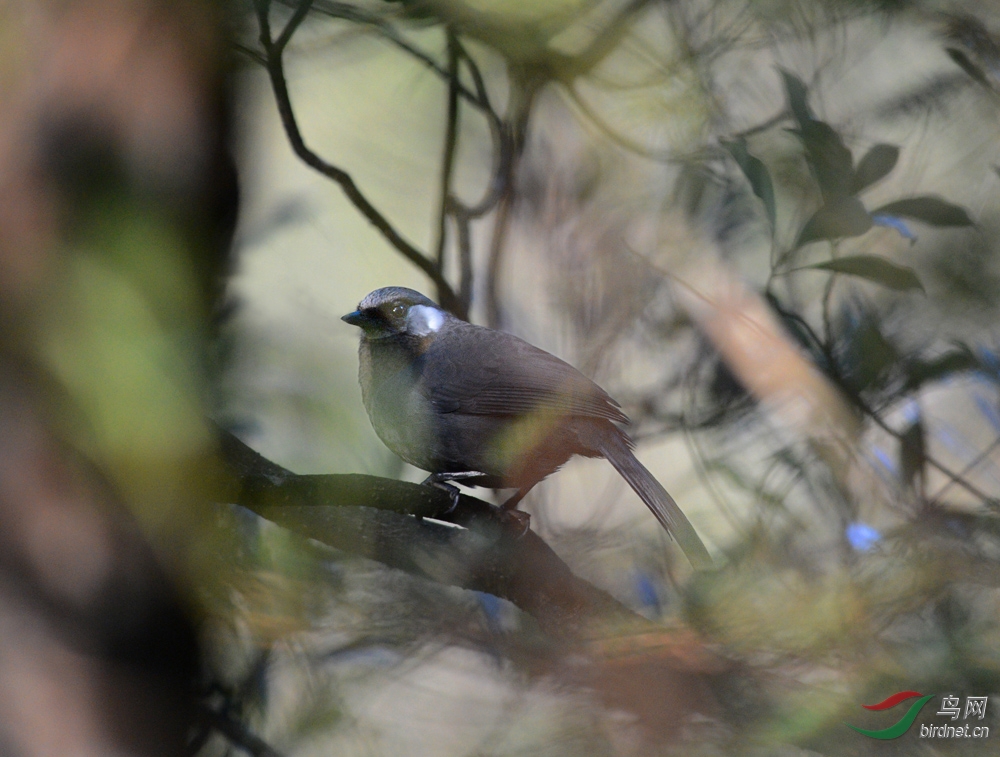 稀有鸟——褐胸噪鹛