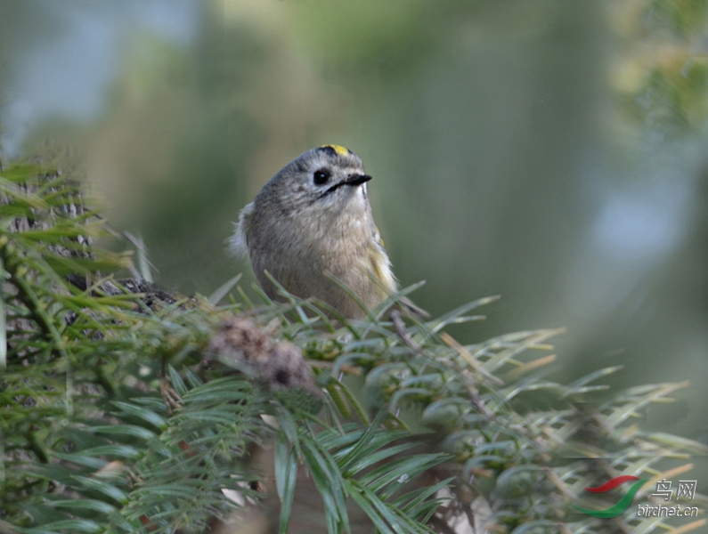 戴菊莺 [是MM吧?] - 上海版 Shanghai 鸟网