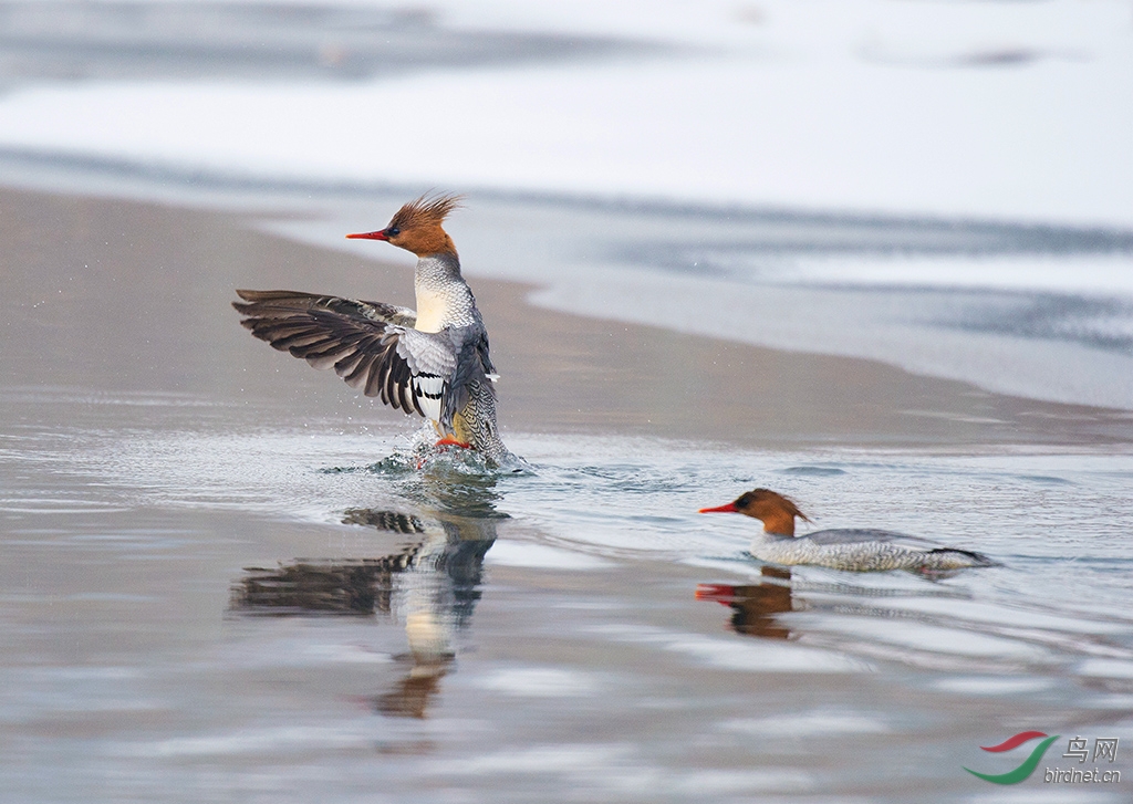 <em>亲亲姐妹俩</em> - 内蒙古版 Neimenggu 鸟网