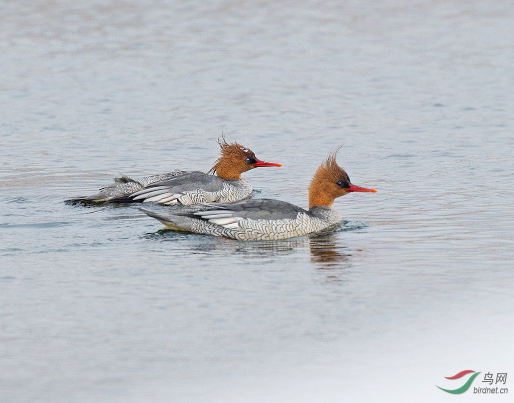 <em>亲亲姐妹俩</em> - 内蒙古版 Neimenggu 鸟网