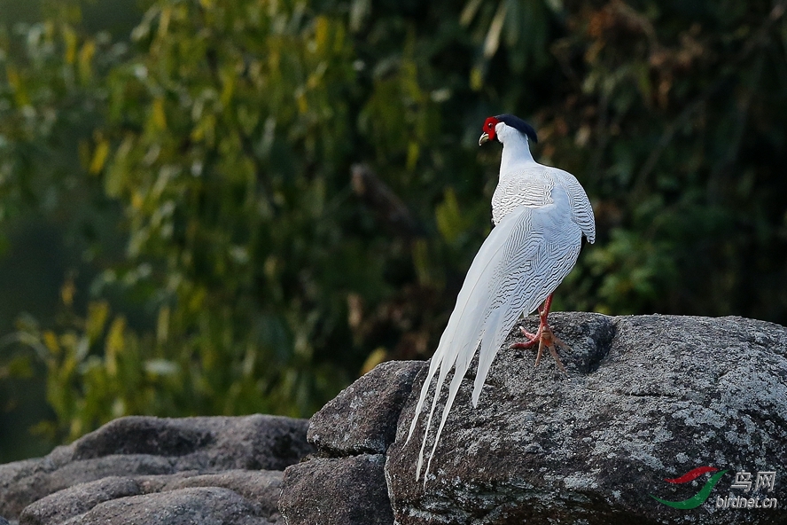 白鹇(学名:lophura nycthemera),又名银鸡,越禽,白鹇鸡,白雉,雗,鵫雉