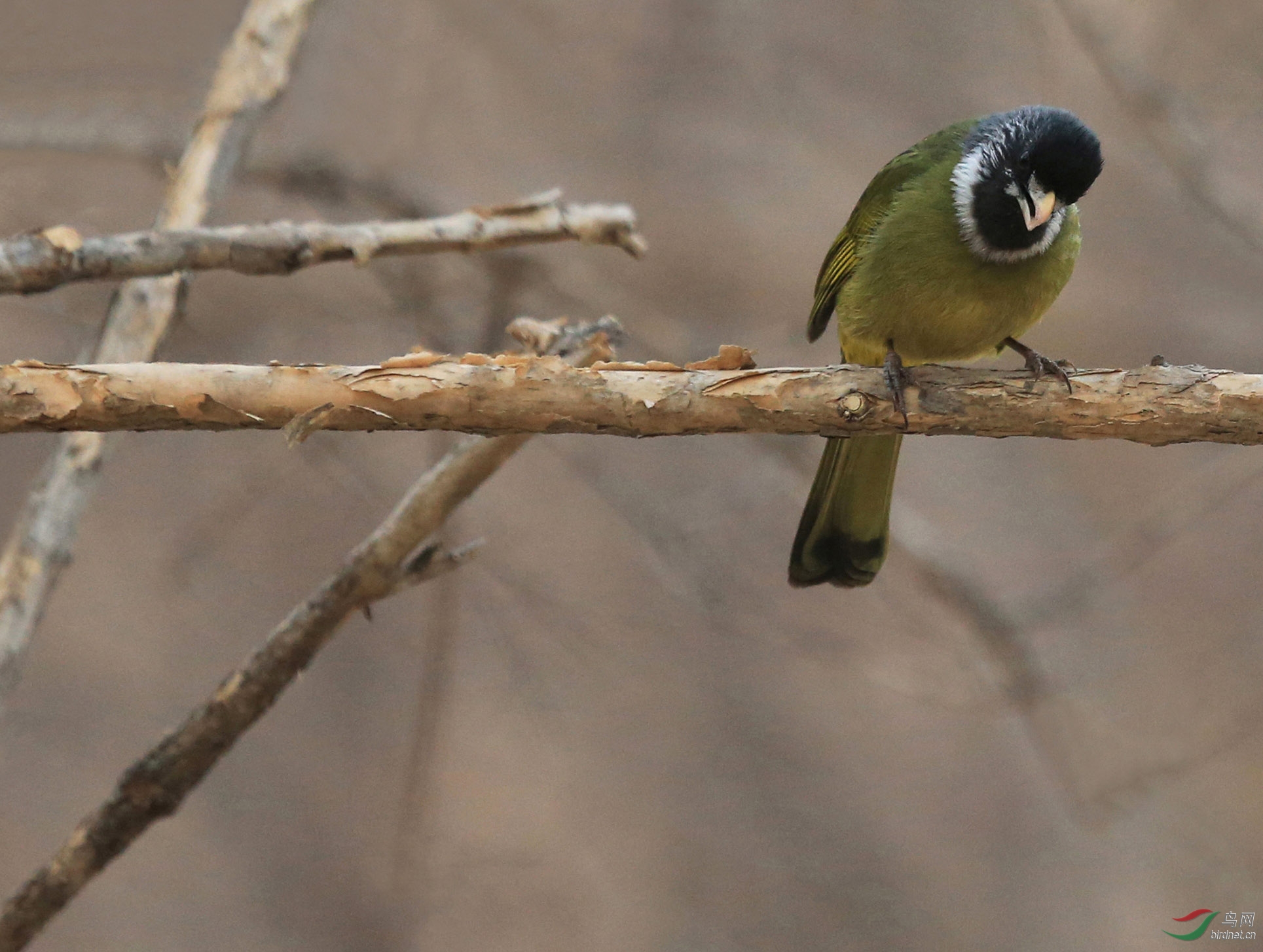 有话好好说--南植 - 林鸟版 Forest Birds 鸟网