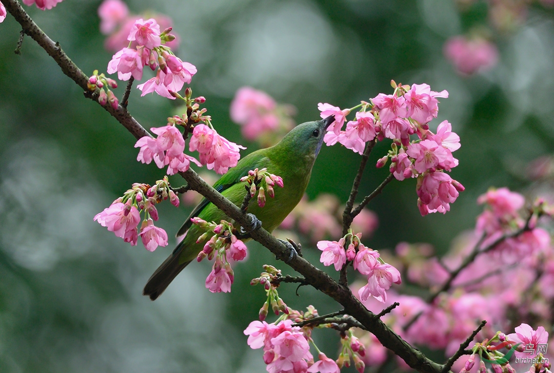 当樱花盛开的时候。 - 广东版 Guangdong 鸟网