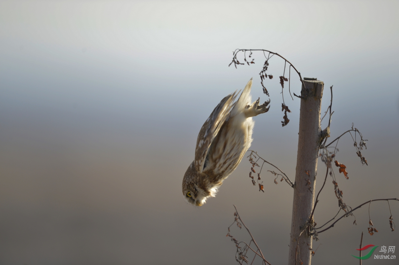 天兔行空 - 我的专辑 鸟网