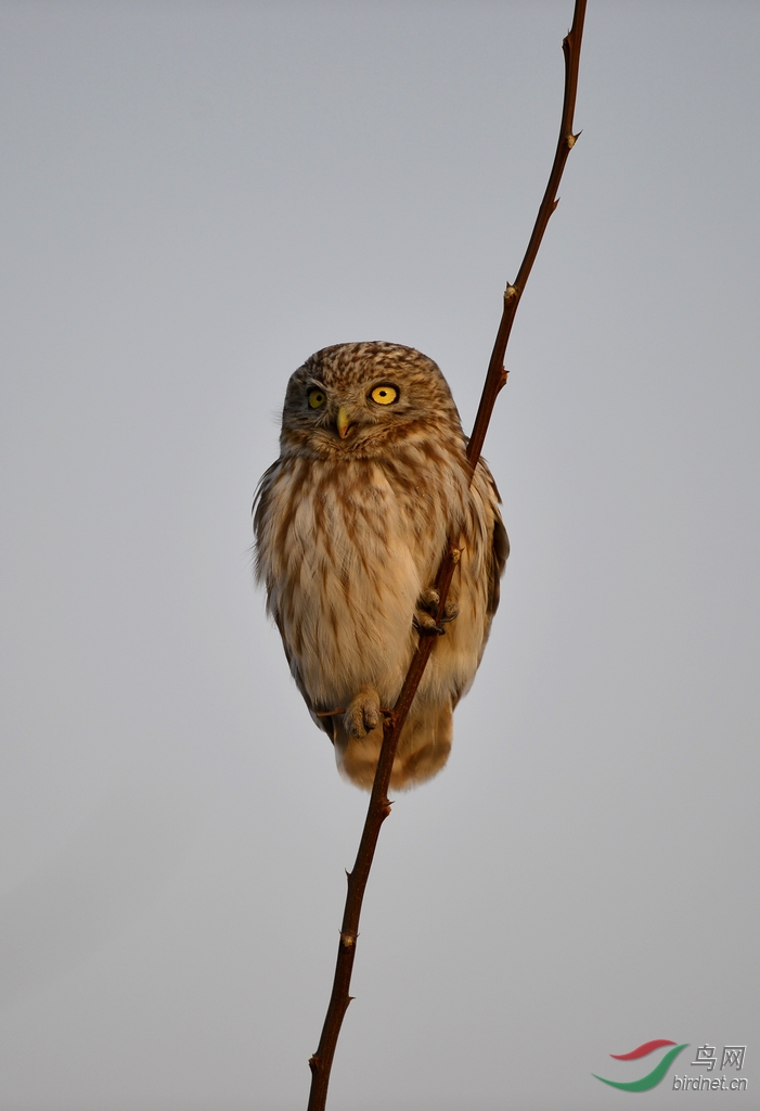 天兔行空 - 我的专辑 鸟网