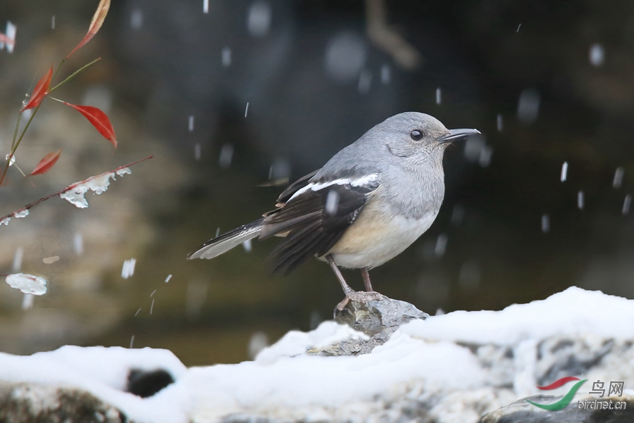 雪中的鸟儿