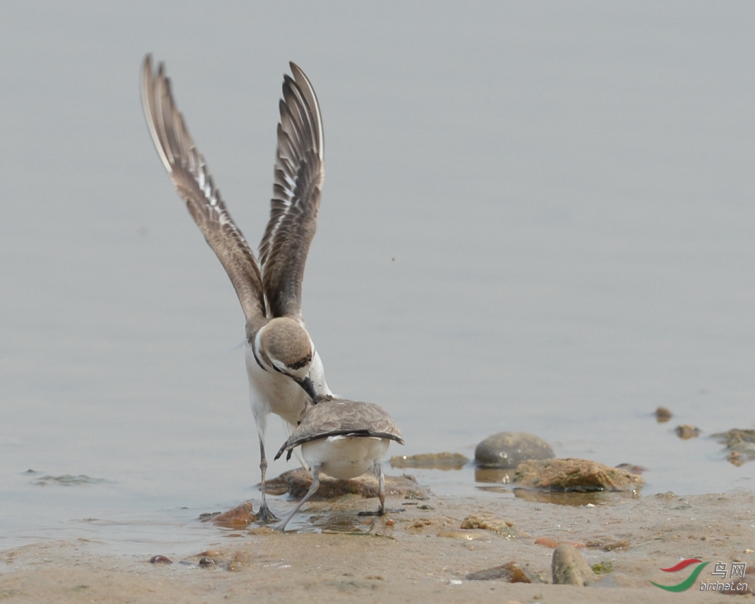 环颈鸻 -- 打斗片 - 安徽版 Anhui 鸟网