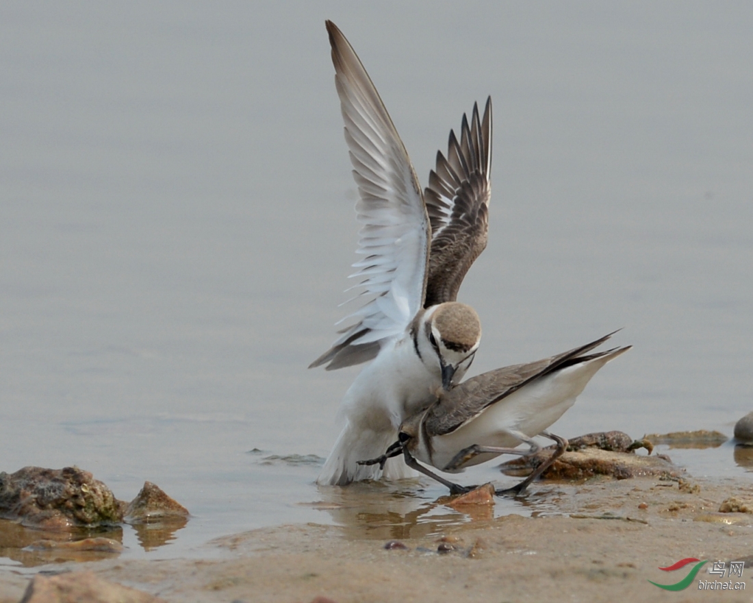 环颈鸻 -- 打斗片 - 安徽版 Anhui 鸟网