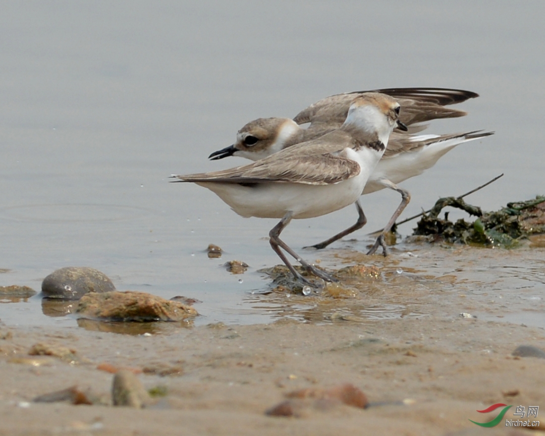 环颈鸻 -- 打斗片 - 安徽版 Anhui 鸟网