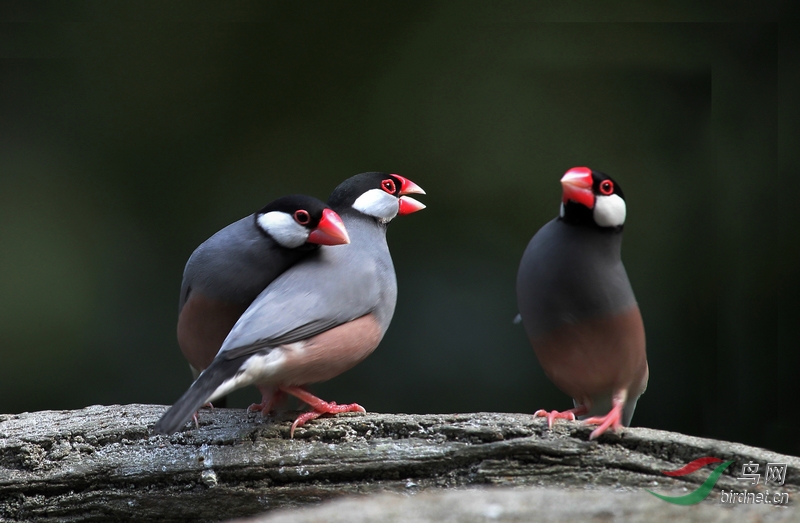 禾雀 - 湖北版 Hubei 鸟网
