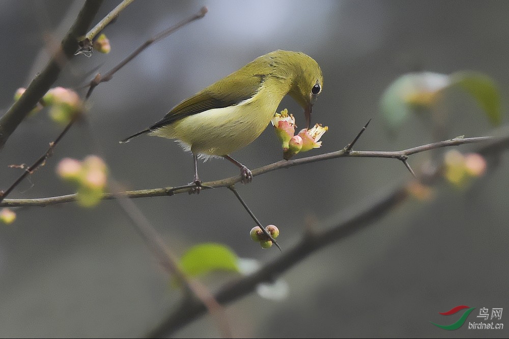 <em>叉哥叉妹</em> - 四川版 Sichuan 鸟网