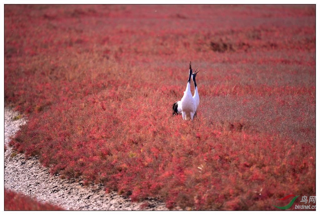 【视觉日记】让思念先回家过年 - 黑龙江版 He