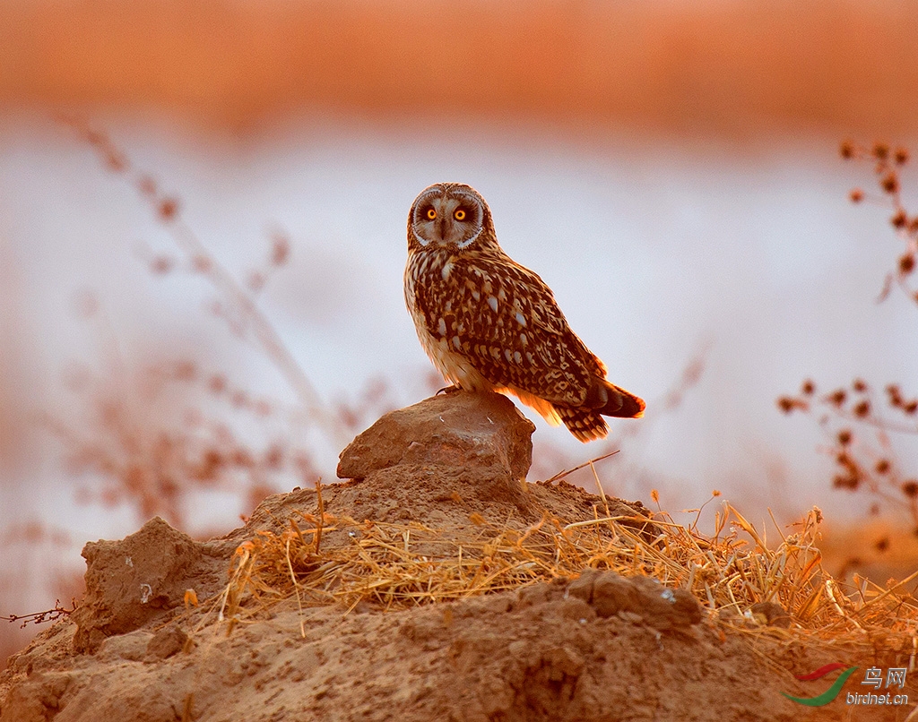 夕晖沐春暖 - 辽宁版 Liaoning 鸟网