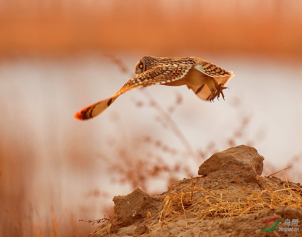 夕晖沐春暖 - 辽宁版 Liaoning 鸟网