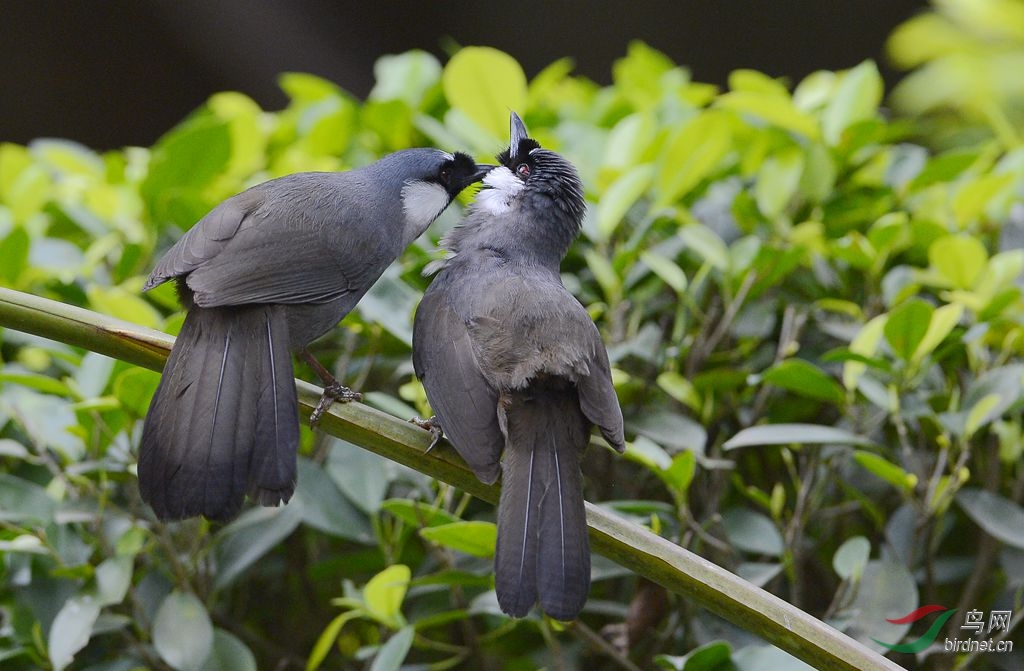 谢谢你的陪伴 - 林鸟版 Forest Birds 鸟网