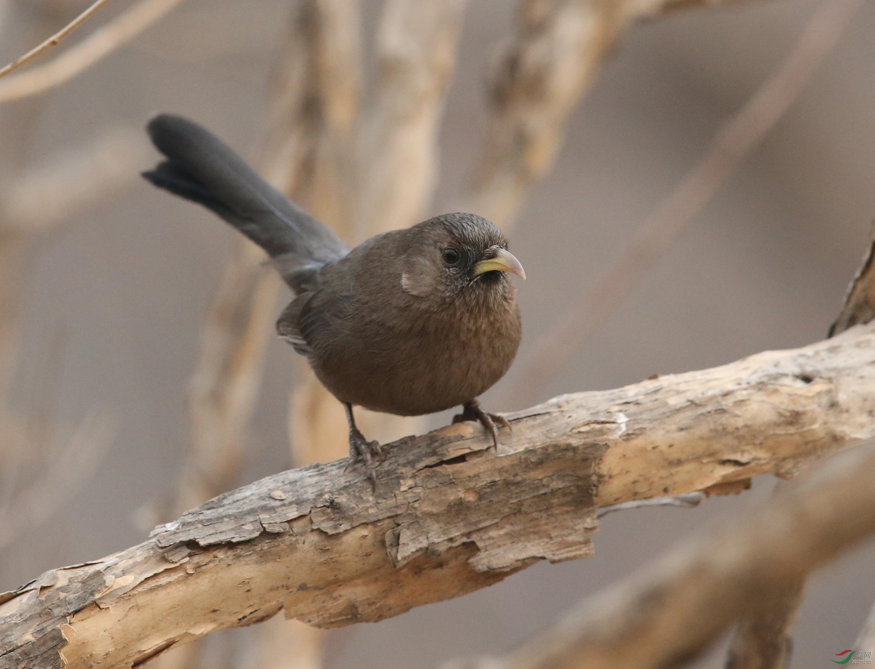 雾霾天偶遇山噪鹛 - 北京版 Beijing 鸟网