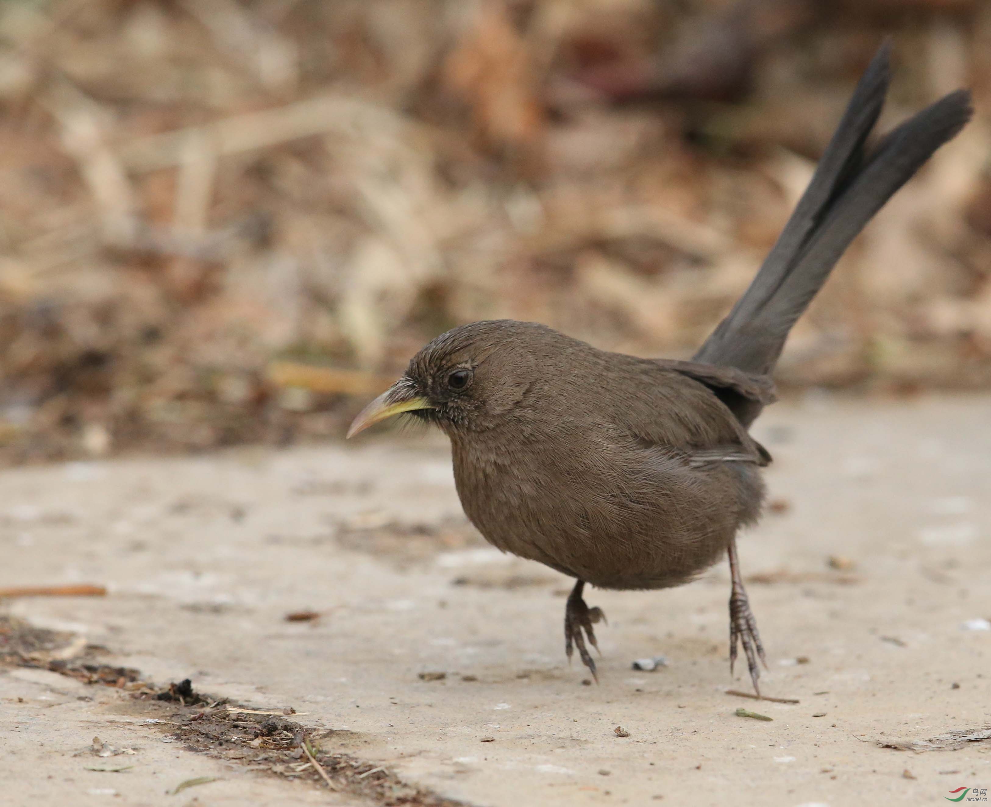 雾霾天偶遇山噪鹛 - 北京版 Beijing 鸟网