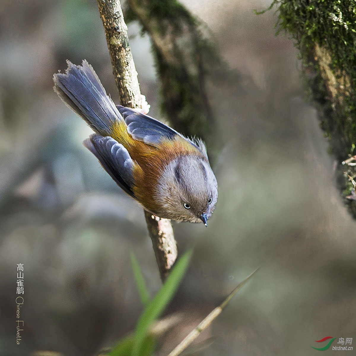 高山雀鹛 chinese fulvetta