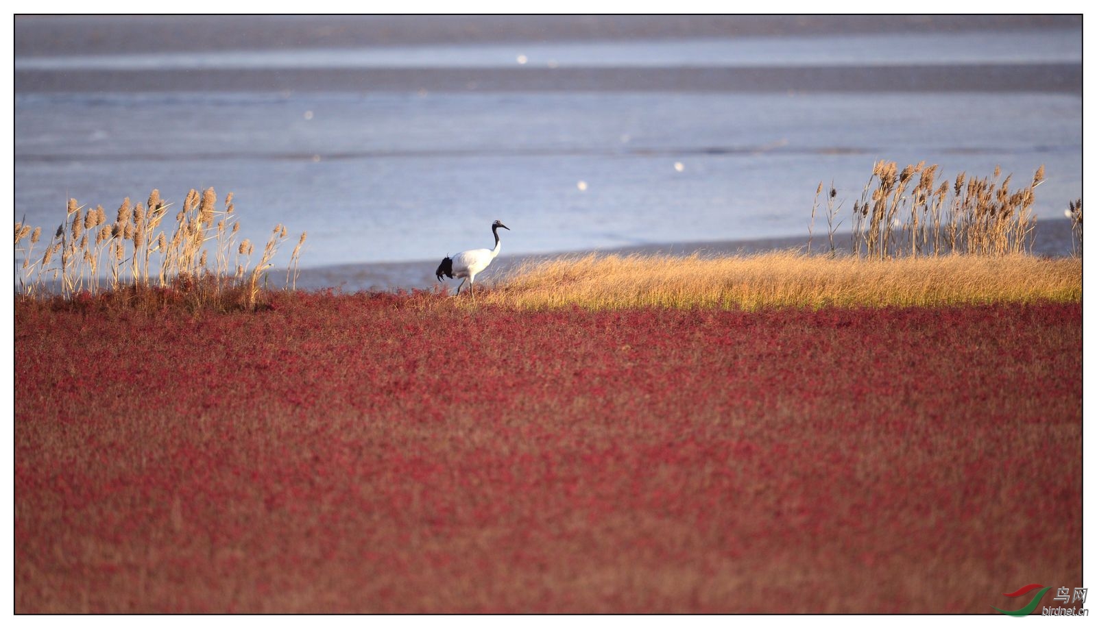【视觉日记】 新年快乐 - 河北版 Hebei 鸟网