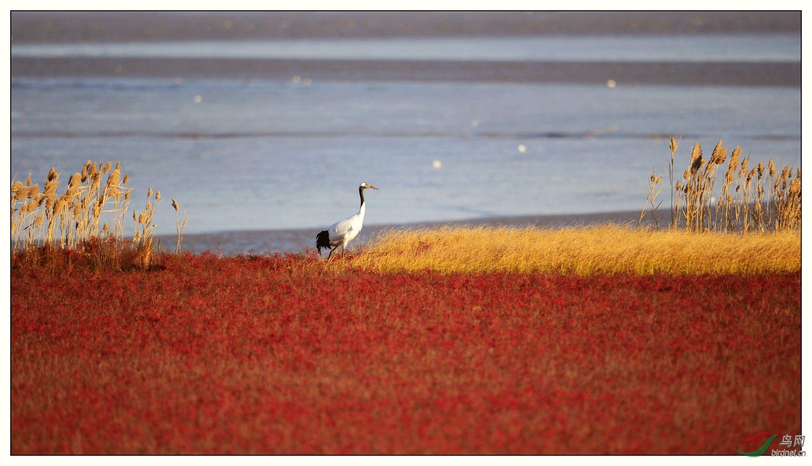 【视觉日记】 新年快乐 - 福建版 Fujian 鸟网