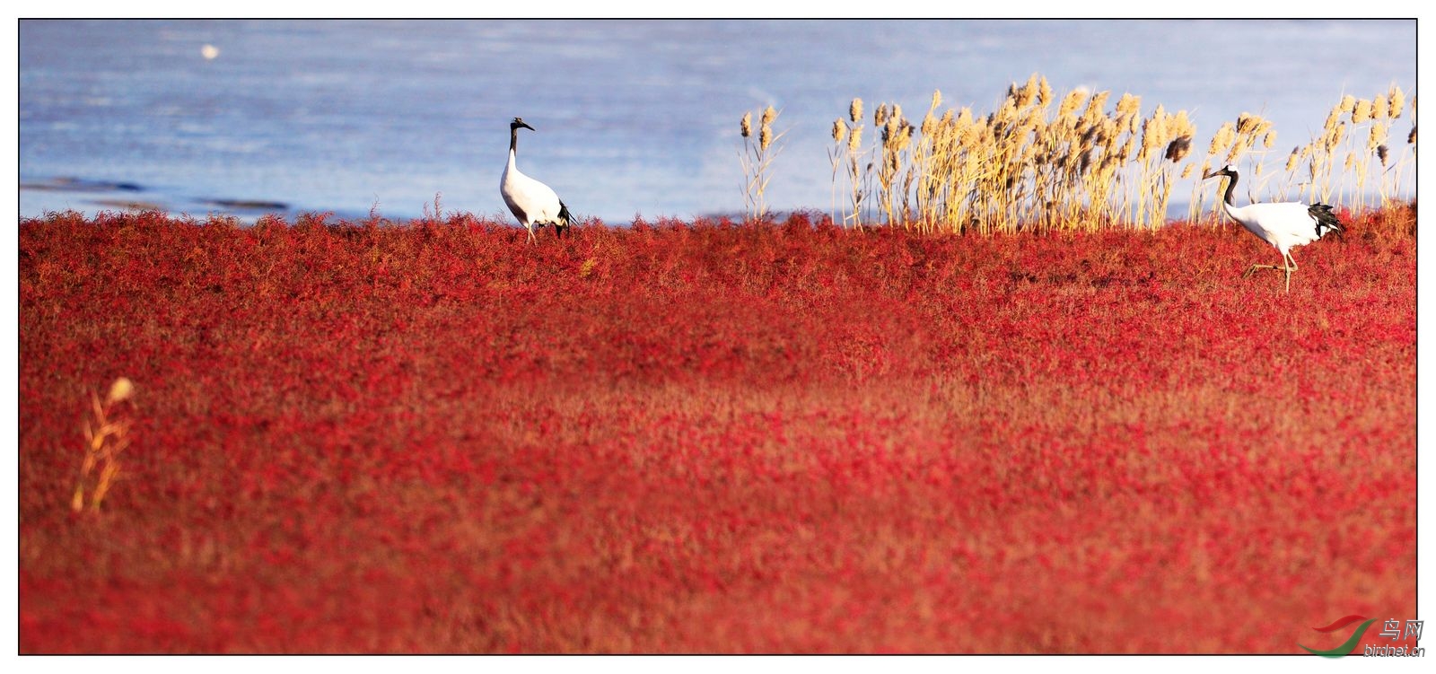 【视觉日记】 新年快乐 - 后期创作版 Post-pro