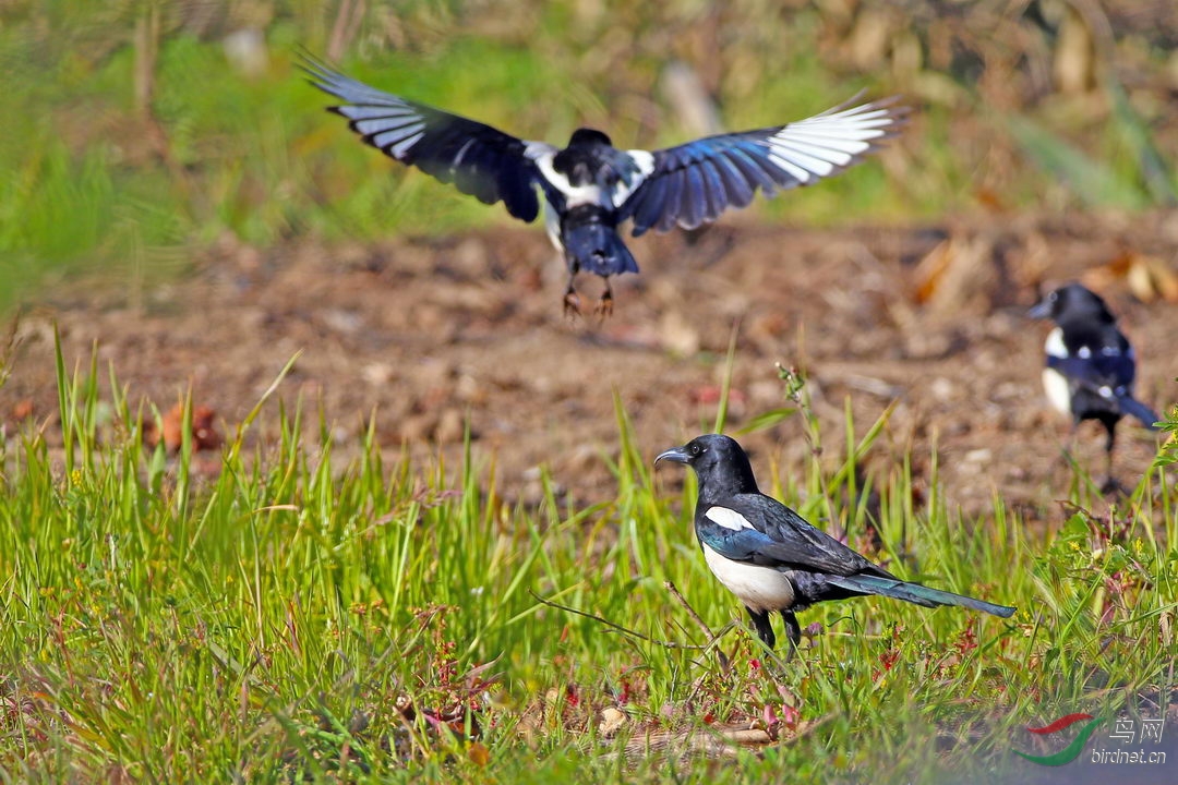 喜鹊登枝祝福新春吉祥 - 观鸟拍鸟之旅 Bird Trip Reports 鸟网