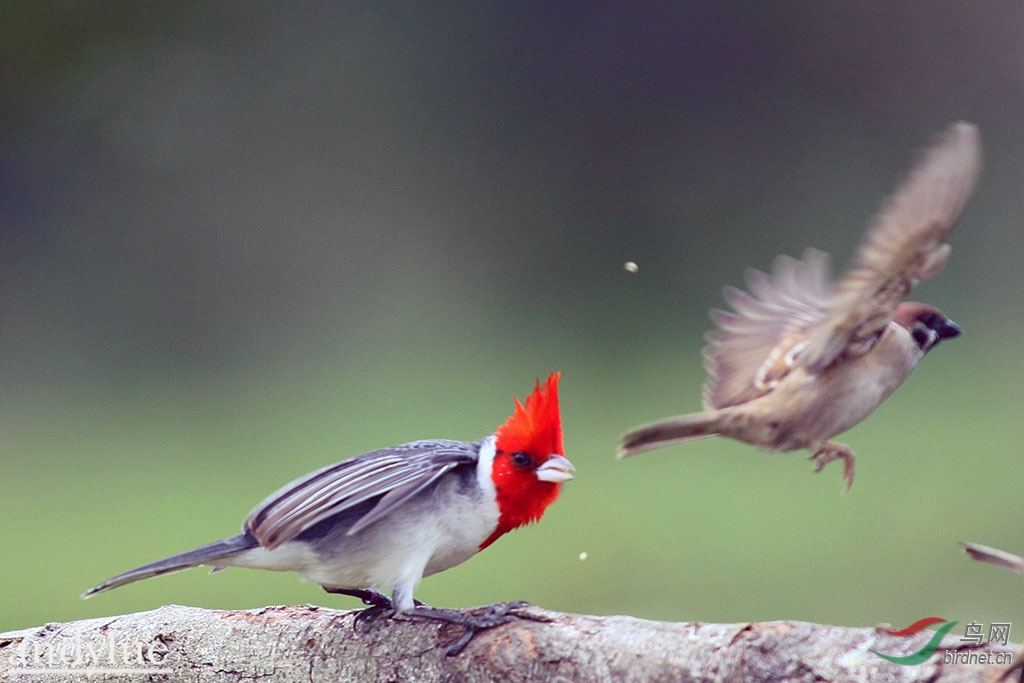 愤怒鸟来了! - 林鸟版 Forest Birds 鸟网