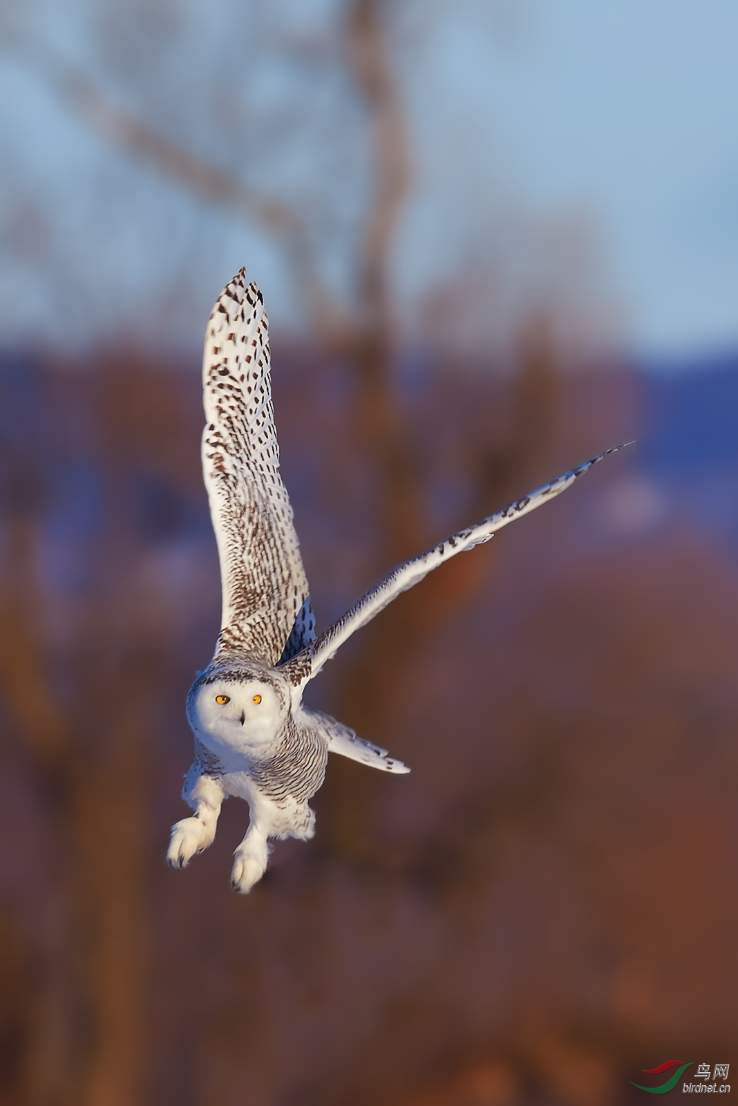 雪鸮(snowy owl) - 拜山贴