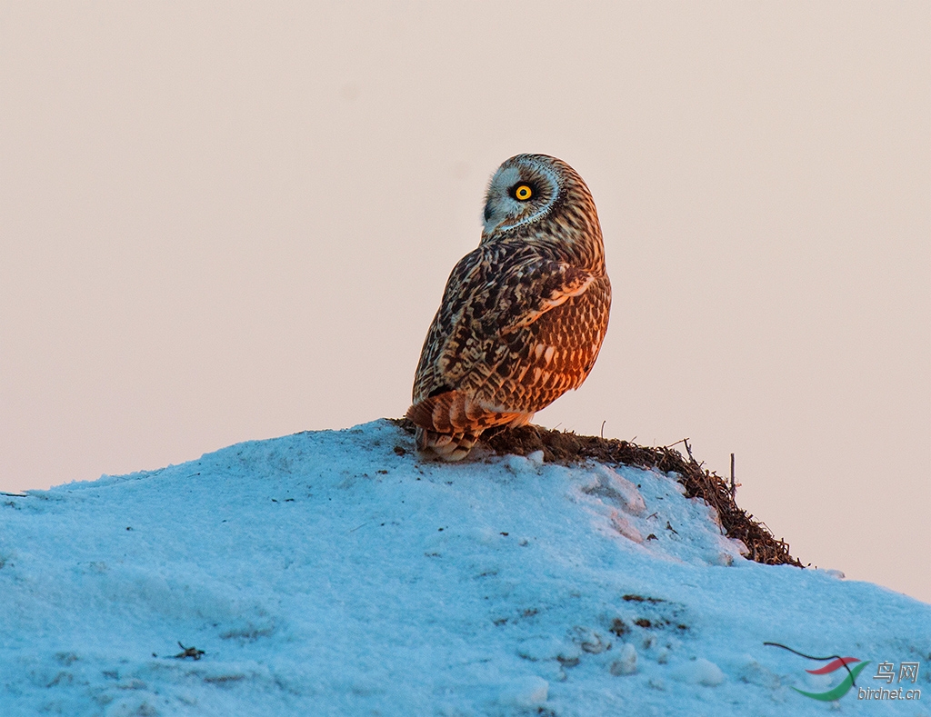 夕晖沐浴短耳鸮 - 吉林版 Jilin 鸟网