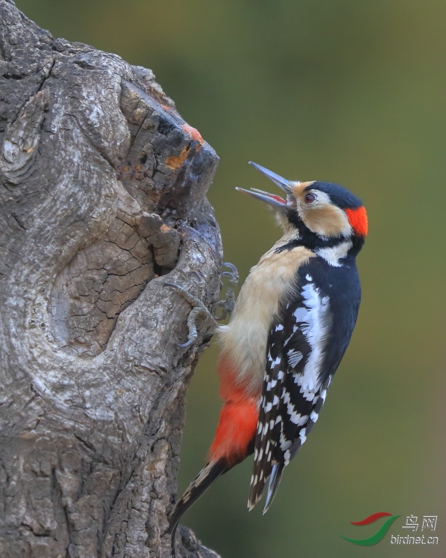 大斑啄木鸟舌灿莲花 - 鸟网文化\/鸟友纪实 Bir