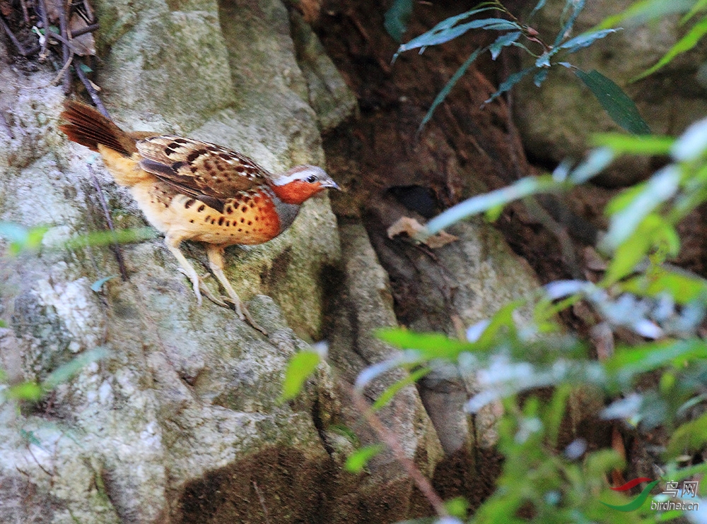 棕胸竹鸡 - 林鸟版 鸟网