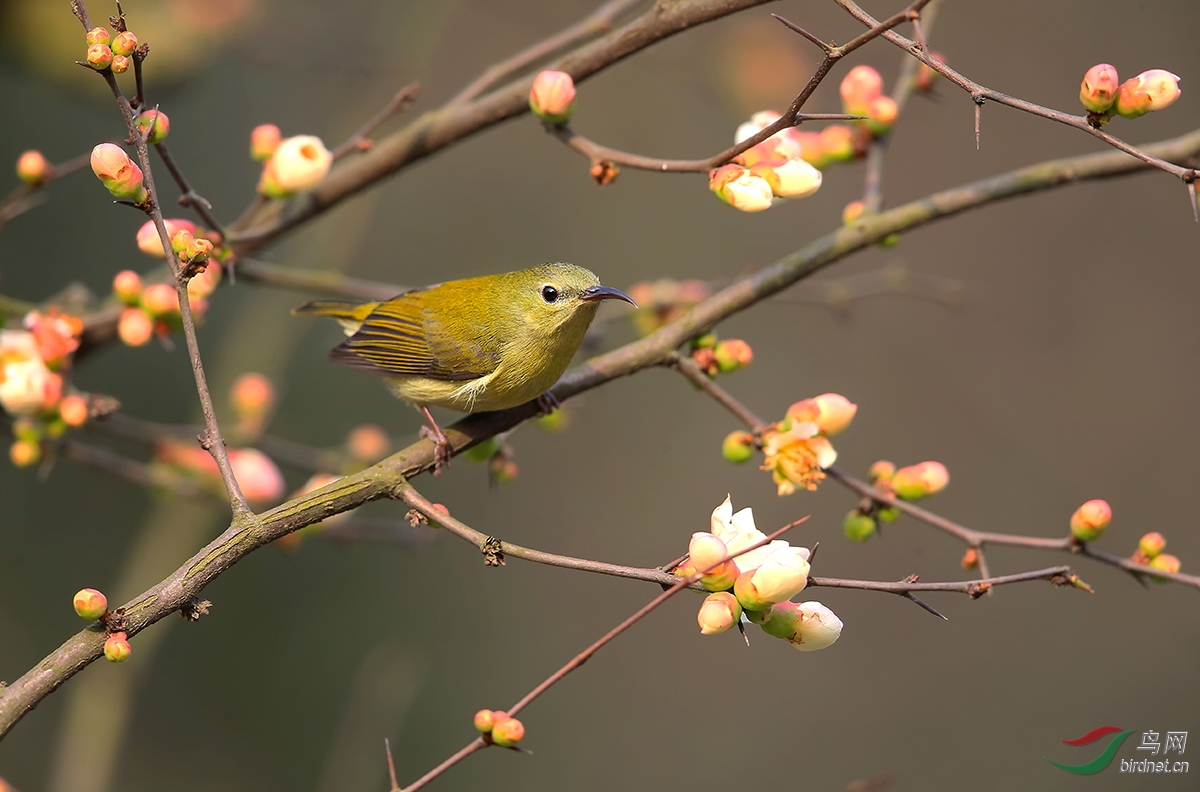 叉<em>尾妹</em>闹春庆三八 - 鸟网文化/鸟友纪实 Birdn