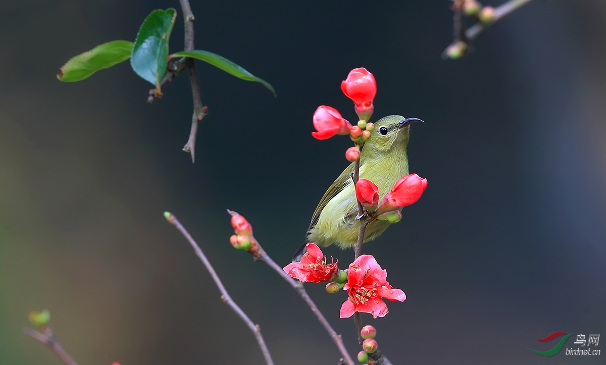 叉<em>尾妹</em>闹春庆三八 - 鸟网文化/鸟友纪实 Birdn