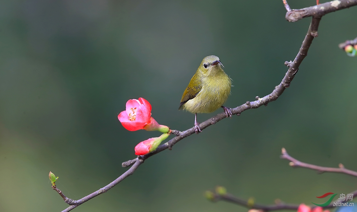 叉<em>尾妹</em>闹春庆三八 - 鸟网文化/鸟友纪实 Birdn