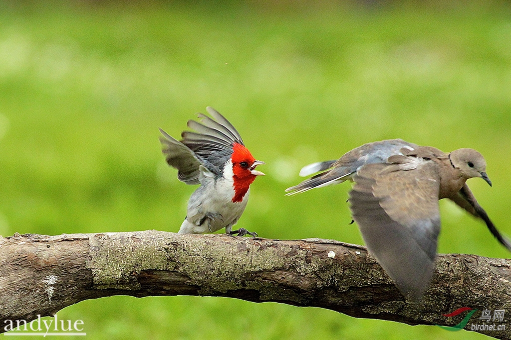 愤怒鸟(山寨版) - 林鸟版 Forest Birds 鸟网