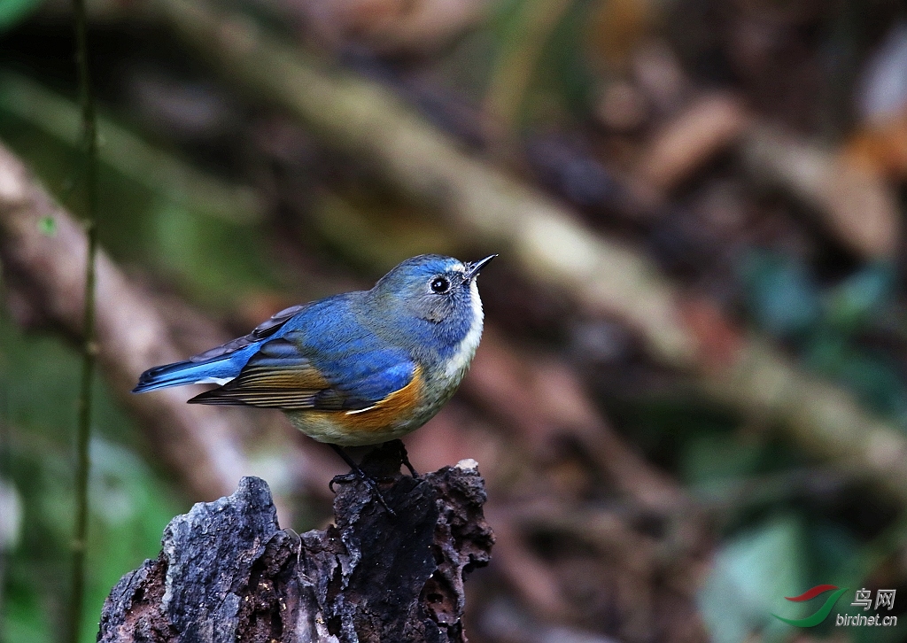 (红胁蓝尾鸲)来自野山的小仙鹟
