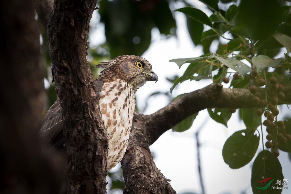 凤头苍鹰凤头鹰crestedgoshawk