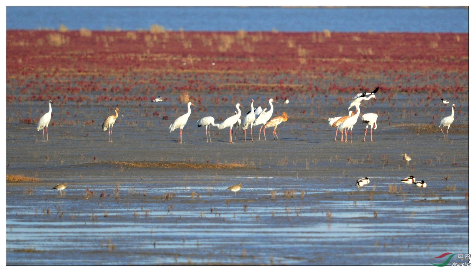 【视觉日记】湿地鸟儿的乐园 - 观鸟拍鸟之旅