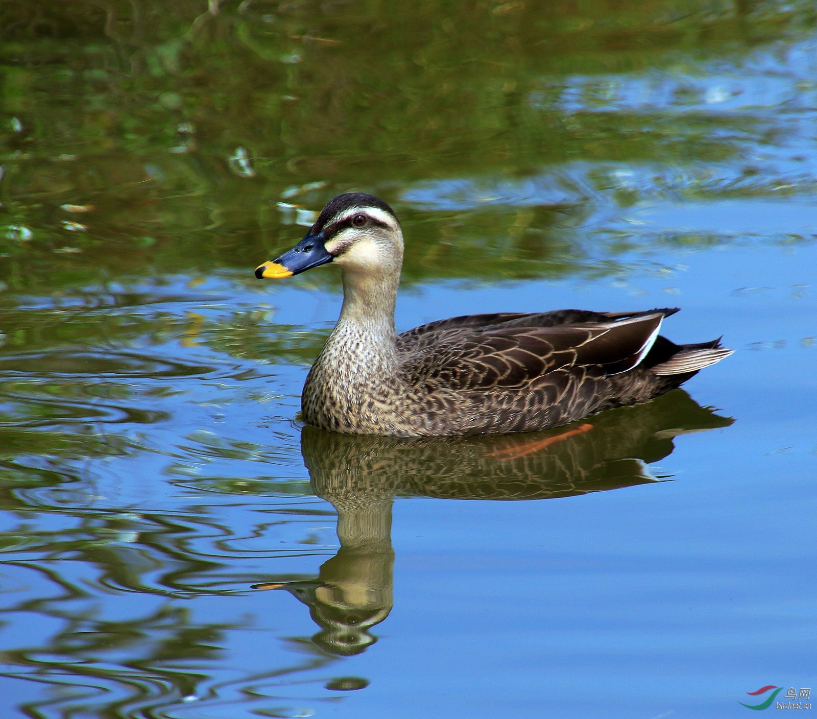 海珠湖湿地斑嘴鸭 - 广东版 Guangdong 鸟网