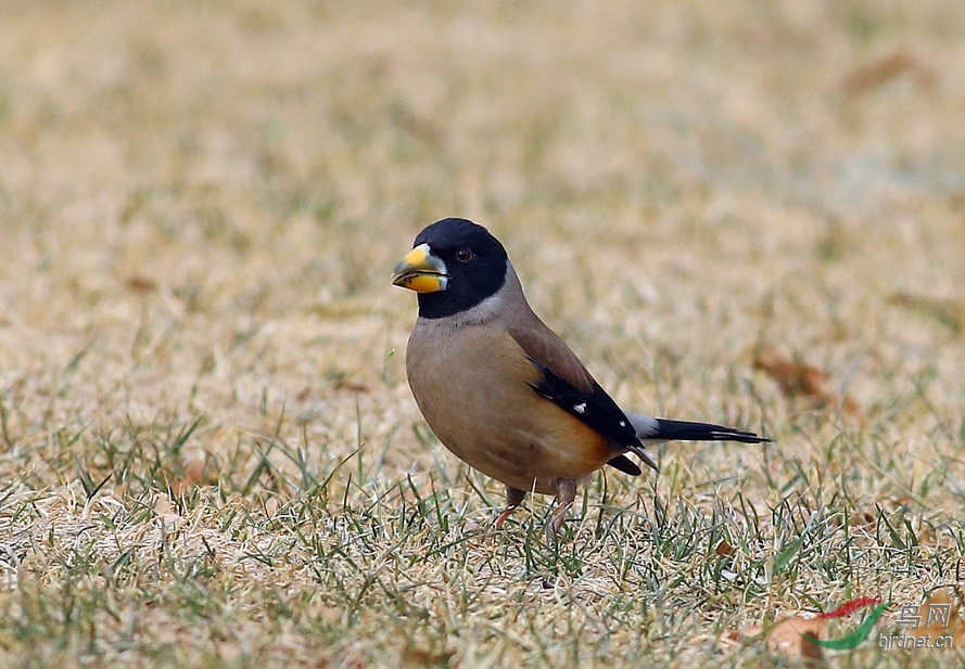 地坛公园的黑尾蜡嘴雀 - 北京版 Beijing 鸟网
